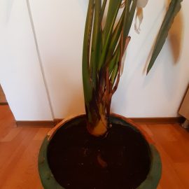 How do I save my bird of paradise (Strelitzia) from root rot? ARM EN Community