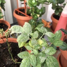How do you I get rid of powdery mildew on roses? ARM EN Community