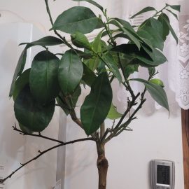 Lemon tree – falling leaves and fruit ARM EN Community