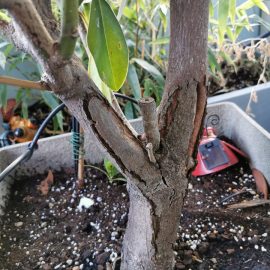 Magnolia split bark ARM EN Community