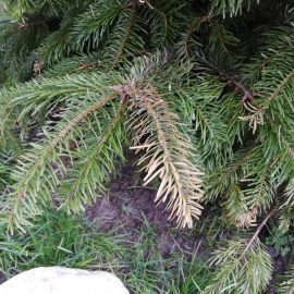 Nordmann fir planted in September – losing needles ARM EN Community