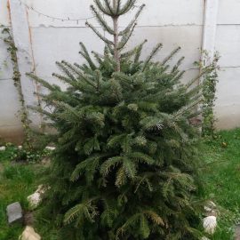 Nordmann fir planted in September – losing needles ARM EN Community