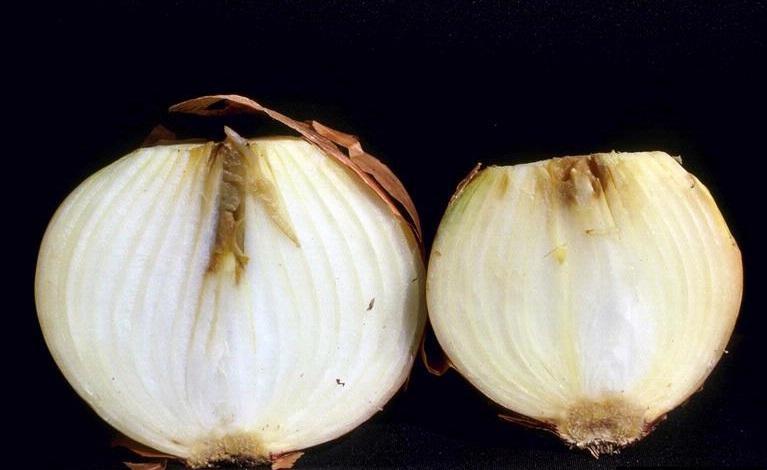 onion-bacterial-soft-rot-1