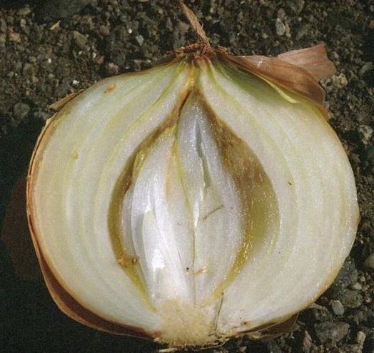 onion-bacterial-soft-rot-attack