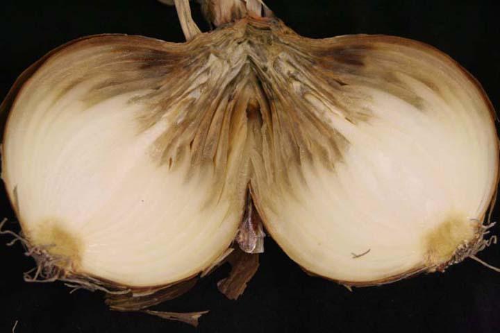 onion-neck-rot-treatments