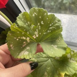 Pelargonium – holes in the leaves ARM EN Community