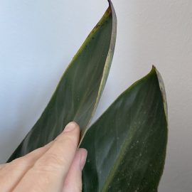 Strelitzia – black spots on leaves ARM EN Community