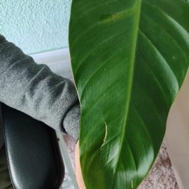 Strelitzia nicolai – brown spots on leaves ARM EN Community