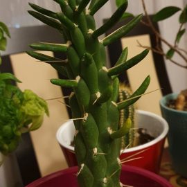 Succulent plant – dried parts ARM EN Community