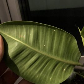 What are the white spots on my Rubber plant? ARM EN Community