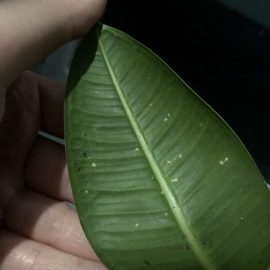 What are the white spots on my Rubber plant? ARM EN Community