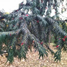 What part of the English Yew is poisonous? ARM EN Community