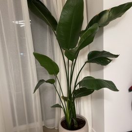 Why Are My Bird of Paradise’s Leaves Discolored? ARM EN Community