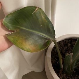 Why Are My Bird of Paradise’s Leaves Discolored? ARM EN Community