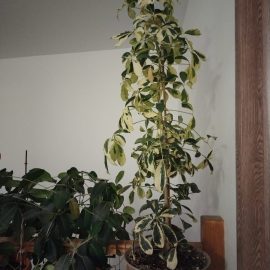 Why are the leaves of my Schefflera turning brown? ARM EN Community