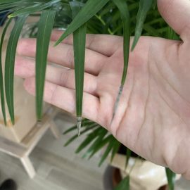 Why are the leaves on my areca palm turning brown? ARM EN Community