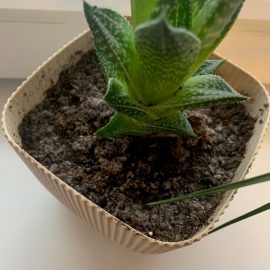 Why do my indoor plants have white fuzz on the soil? ARM EN Community