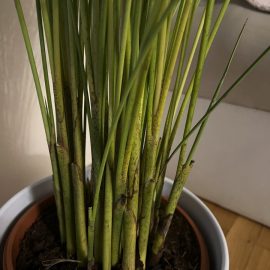 Why does my areca palm have black spots on stem? ARM EN Community