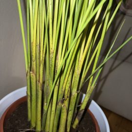 Why does my areca palm have black spots on stem? ARM EN Community