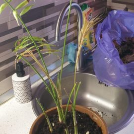 Why is my dracaena leaves tips turning brown? ARM EN Community