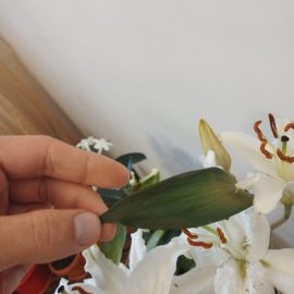 Why are my lily leaves turning yellow? ARM EN Community