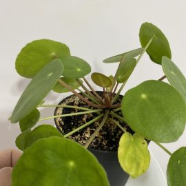 Why is my Pilea leaves turning yellow? ARM EN Community