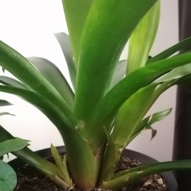 Why is the top of my bromeliad dying? ARM EN Community
