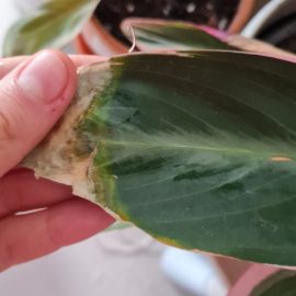 Anthurium and calathea – symptoms on leaves ARM EN Community