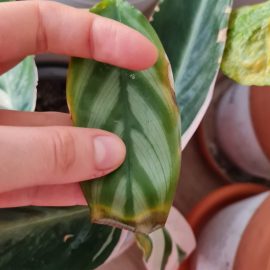 Anthurium and calathea – symptoms on leaves ARM EN Community