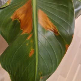 How can I treat brown spots on Bird of Paradise? ARM EN Community