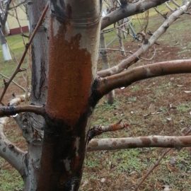 How can I treat fire blight on my pear trees? ARM EN Community