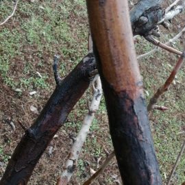 How can I treat fire blight on my pear trees? ARM EN Community
