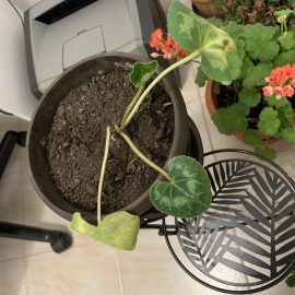 How do I fix yellow leaves on houseplants? ARM EN Community