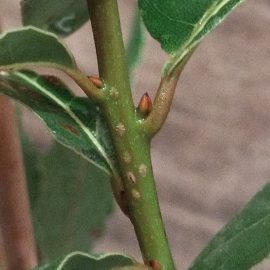 How do you I get rid of scale insects on a bay laurel? ARM EN Community