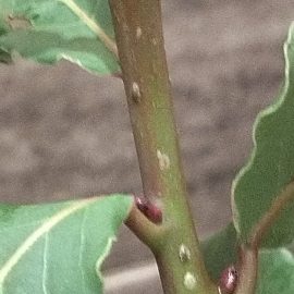 How do you I get rid of scale insects on a bay laurel? ARM EN Community