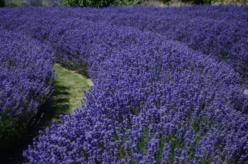 lavender-flowers-planting-advice