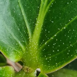 Medinilla – white deposits on the leaves ARM EN Community
