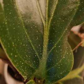 Medinilla – white deposits on the leaves ARM EN Community