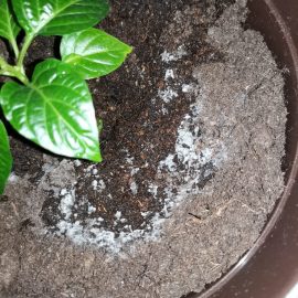 Red Habanero Pepper – mold on potting soil ARM EN Community