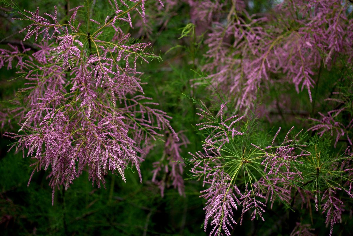 Tamarisk, planting guide and care work