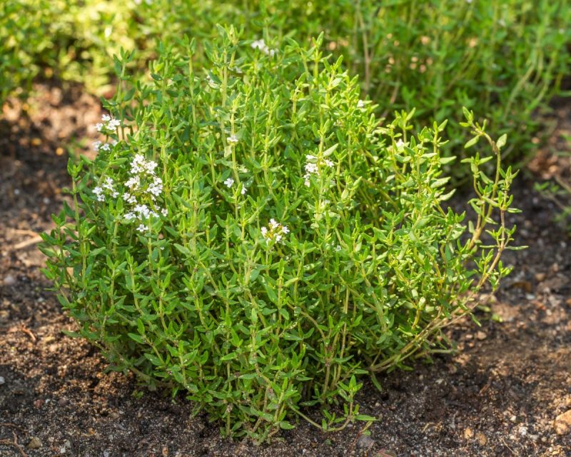 thyme-care