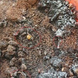 What are the these insects in the palm potting mix? ARM EN Community