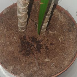 What are this granules on the potting soil of dracaena? ARM EN Community