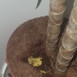 What are this granules on the potting soil of dracaena? ARM EN Community