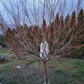 Why are my willow branches turning black? ARM EN Community
