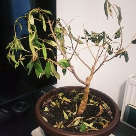 Why are the leaves of my olive tree wilting? ARM EN Community
