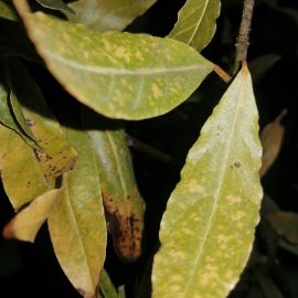 Why is my bay laurel drying out? ARM EN Community