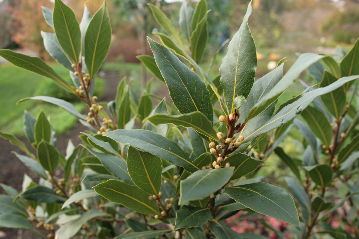 Bay laurel, planting guide and care work