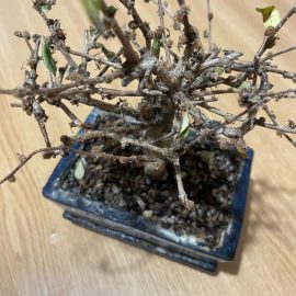 Can I revive this bonsai tree? ARM EN Community