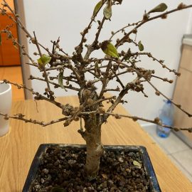 Can I revive this bonsai tree? ARM EN Community